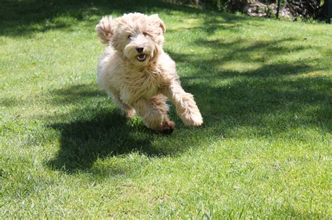 Erica started a pet waste removal business in her spare time and soon started earning over $1000 a week. Pet Waste Removal - On Hand Lawn Care, Inc.