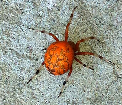 Marbled Orbweaver Aka Pumpkin Spider Whats That Bug
