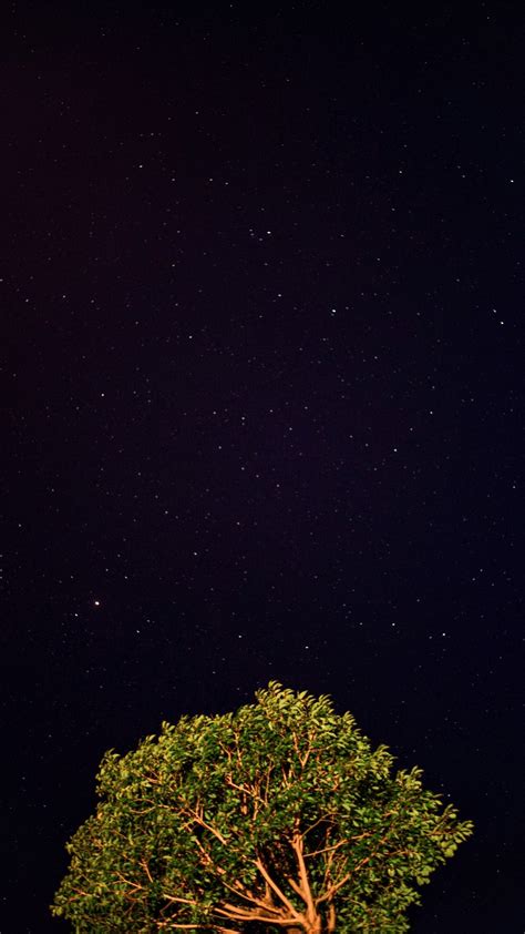 Download Wallpaper 1080x1920 Tree Starry Sky Night Stars Dark