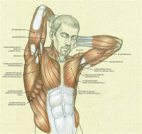 Welcome to innerbody.com, a free educational resource for learning about human anatomy and physiology. Female Shoulder Muscles Diagram : Muscles Of The Neck And Torso Classic Human Anatomy In Motion ...