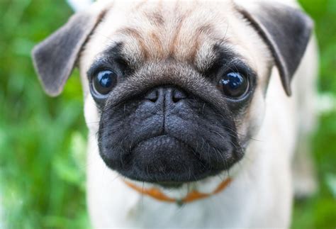 About Pug Page 2 Of 82 Cute Pugs Funny Pugs Pug Stories All Pugs
