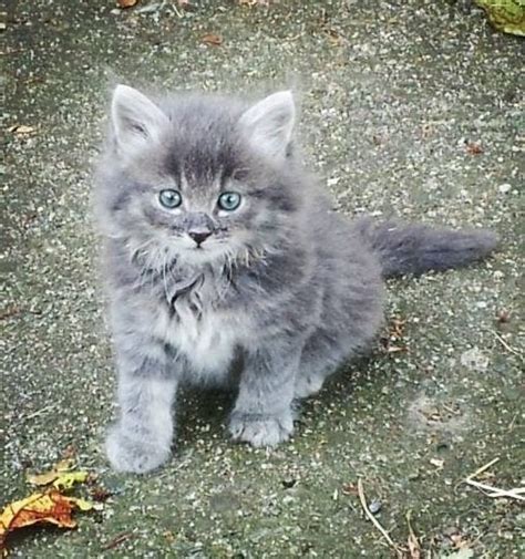 Fluffy Grey Kitten With Beautiful Blue Eyes Aww