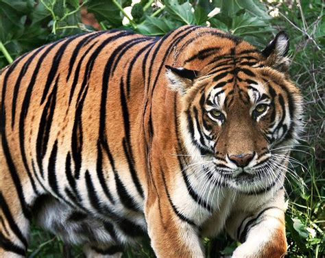 Le Tigre Du Bengale En Libert