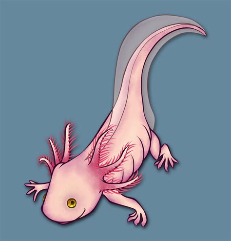 Axolotl By Princeofspirits On Deviantart