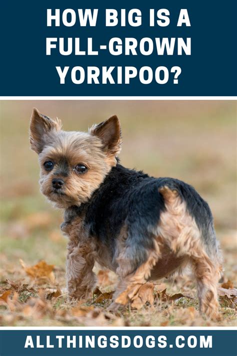 Yorkipoo Everything You Should Know About The Yorkie Poo Dog Artofit