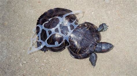 How Many Sea Turtles Die From Plastic Straws