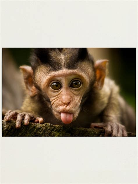 Rude Monkey Sticking Out Tongue Photographic Print By Liefranky