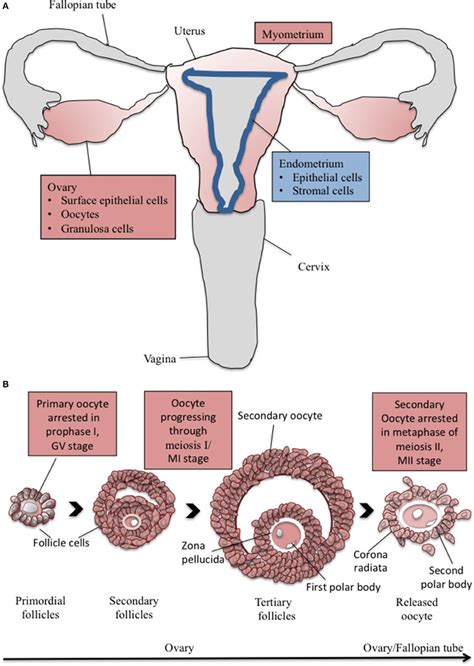 The female reproductive system has several additional functions: The cartoon depicts (A) major components of the human ...