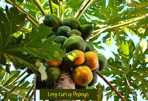 Leaf Curl Of Papaya 03 Perfect Methods To Get Rid Of