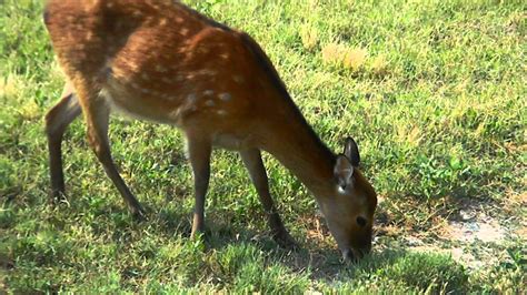 Beautiful Sika Deer Of Maryland Eastern Shore Youtube
