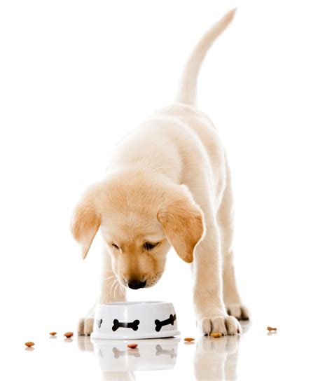 Puppies have sensitive stomachs and need to transition or be introduced to a new food a little at a time. 5 Reasons Why You Should Never Free Feed Your Pup | All ...