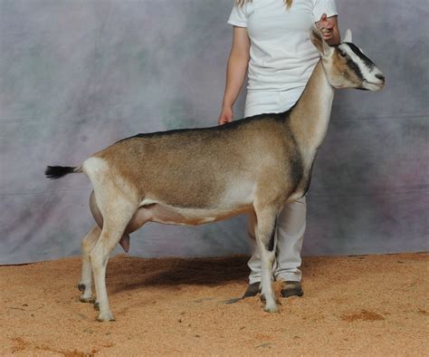 Sable Senior Does 5 Years Old Klisses Dairy Goats