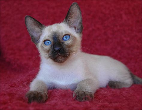 She is such a sweetheart and very playful. Siamese Kittens in michigan - Dubai, UAE - Free ...