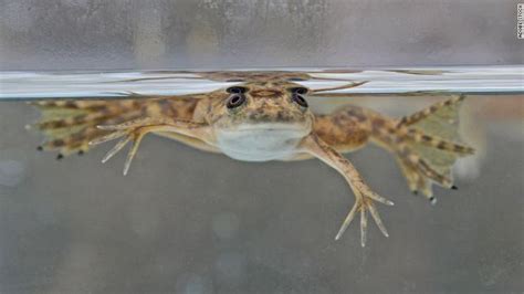 Frogs Can Regrow Amputated Limbs After Being Treated With Mix Of Drugs