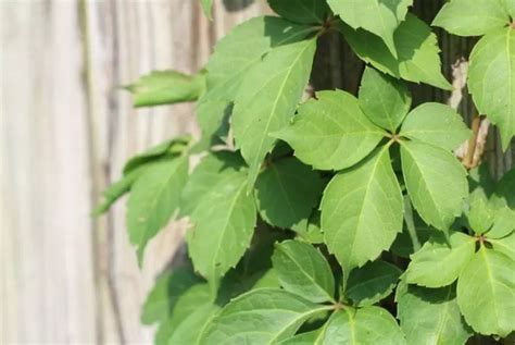 7 Steps To Get Rid Of The Virginia Creeper The Practical Planter