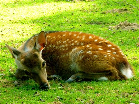 Fotos Gratis Naturaleza Césped Prado Dulce Linda Verano Fauna