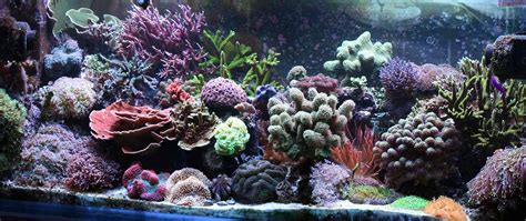 Reef Tank Aquascaping Ideas Reef Tank Resource