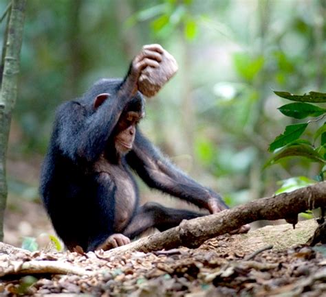Chimpanzees Table Manners Vary By Group The New York Times