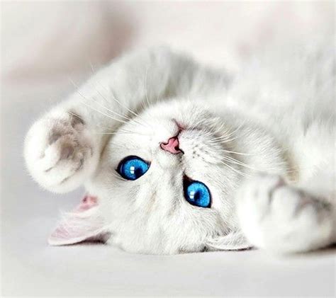Cute White Cat Blue Eyes