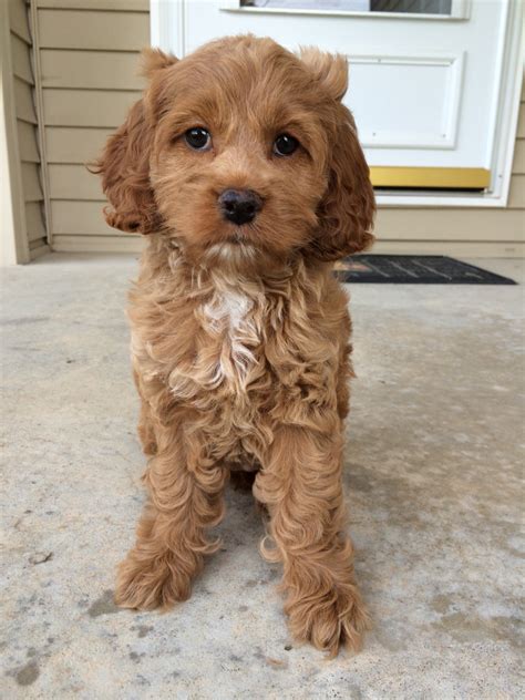 Cockapoo puppies for sale, cockapoo dogs for adoption and cockapoo dog breeders. See These Dogs at Their Cutest Age | Cuteness Overflow
