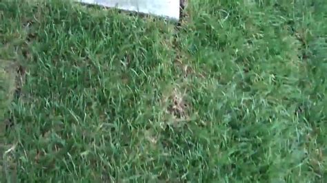 Lawn Installations Care Chris Orser Landscaping YouTube