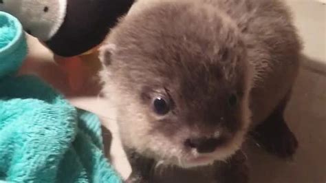 Adorable Baby Otter Has Fun Playing With A Towel