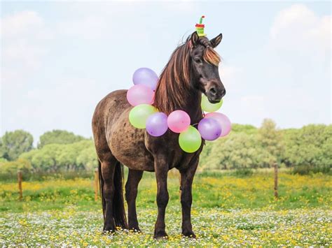 How To Celebrate Your Horses Birthday Happy Birthday Horse Horse