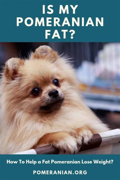 The best advice i have is this: Is My Pomeranian Fat?