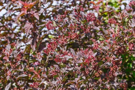 8 Shrubs That Have Red Leaves All Year