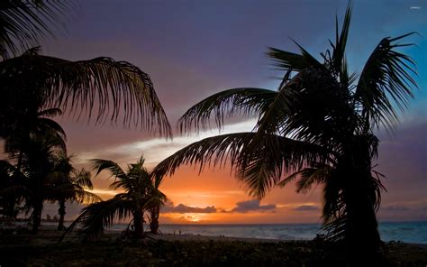 Palm Trees On Sunset Beach Wallpaper Beach Wallpapers 43104