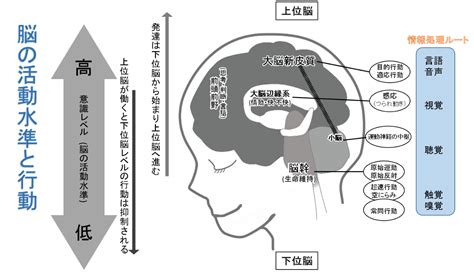 脳の発達と子どもの行動は深く関係しています。 沖縄県にある発達障害児療育施設