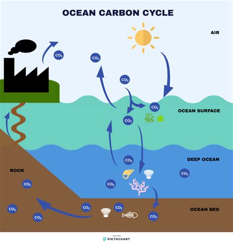 What Is The Carbon Cycle In The Ocean Earthorg Kids
