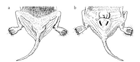 The Unique Tail Glands Of Tadarida Bemmeleni A Dorsal View Showing