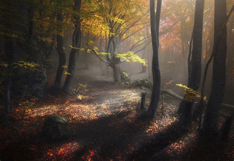 Mystic Autumn Forest On The Slopes Of Demerdzhi Mountain Range In