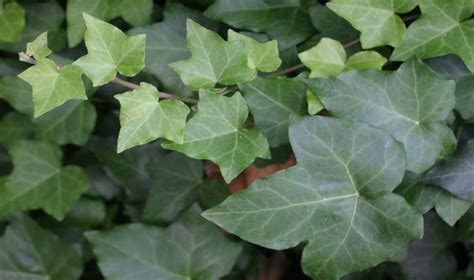 Types Of Ivy Different Types Of Ivy Plants For Outdoors And Indoors