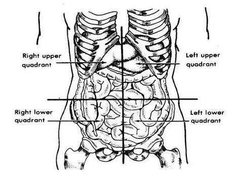 Anatomical Quadrants Of Abdomen Location And Pictures Of Different