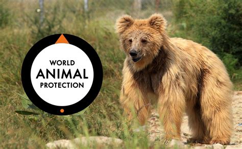 World Animal Protection With Images Animals Of The World World