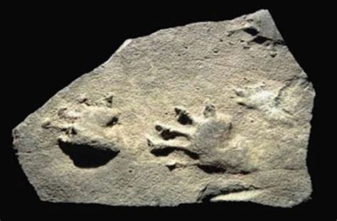 A Non Mammalian Synapsid From Ritchie County Natural History