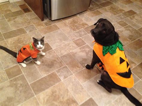 Dog Cat Costumes Halloween Cat Halloween Costume Cute Animals Cat