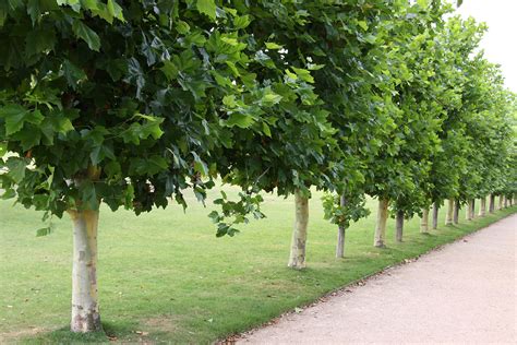 Ghostly effects of group of young woman during night out on southbank promenade outside. London Plane - Platanus Acerifolia « Chew Valley Trees