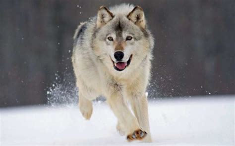 What Are Wolf Predators Joy Of Animals