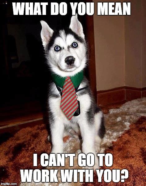 Funny Husky Memes That Ll Make You Want To Own One Right Away Sayingimages Com