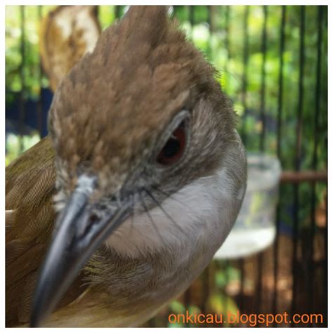 Kicauan burung decu gacor mantap untuk masteran dan pancingan burung decu muda. Decu Kembang Gacor : Gambar Burung Decu Wulung | Gambar ...