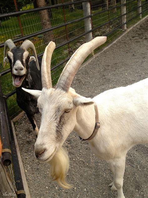Laughing Goat Goats Funny Goats Goat Farming