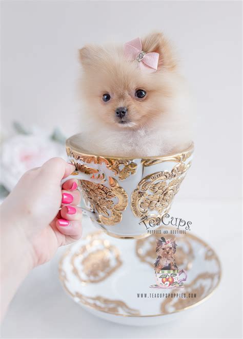 Gorgeous Little Pomeranian Puppies For Sale Teacup Puppies And Boutique