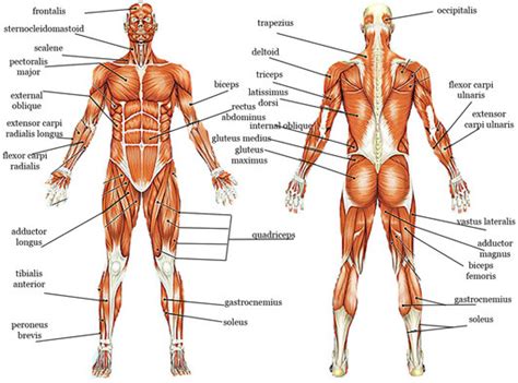 Tutorials on the anatomy and actions of the back muscles, using interactive animations, diagrams, and illustrations. Musclular System Labeled Back - Muscle Diagram Anatomy ...
