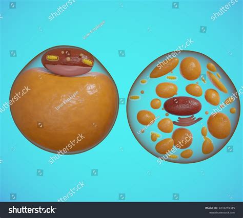316 Fat Stem Cells Images Stock Photos And Vectors Shutterstock