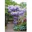 Wisteria Sinensis Photograph By Mike Comb/science Photo Library