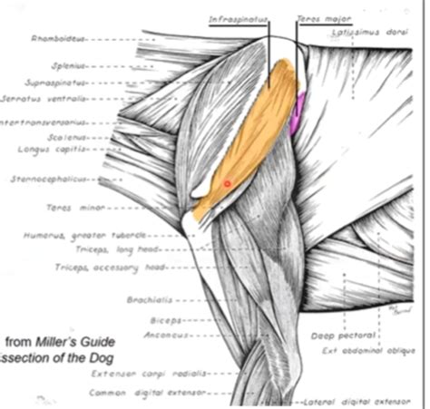 Intrinsic Muscles Of The Thoracic Limb Cranial Muscles Of The My Xxx Hot Girl