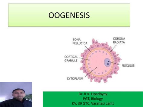 Notes Female Reproductive System Ppt